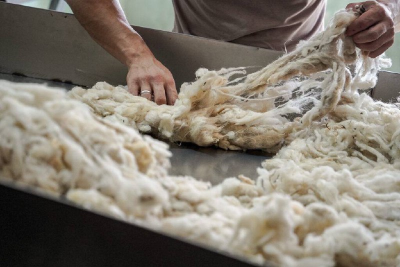 Дагестан поставил в Белоруссию 300 тонн шерсти.